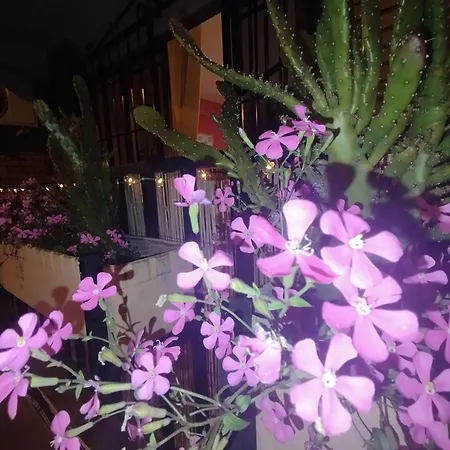 Casa Violeta *